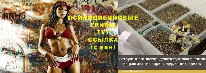 mega   Салехард  нарко площадка состав  купить наркоту  Псилоцибиновые грибы Psilocybe 